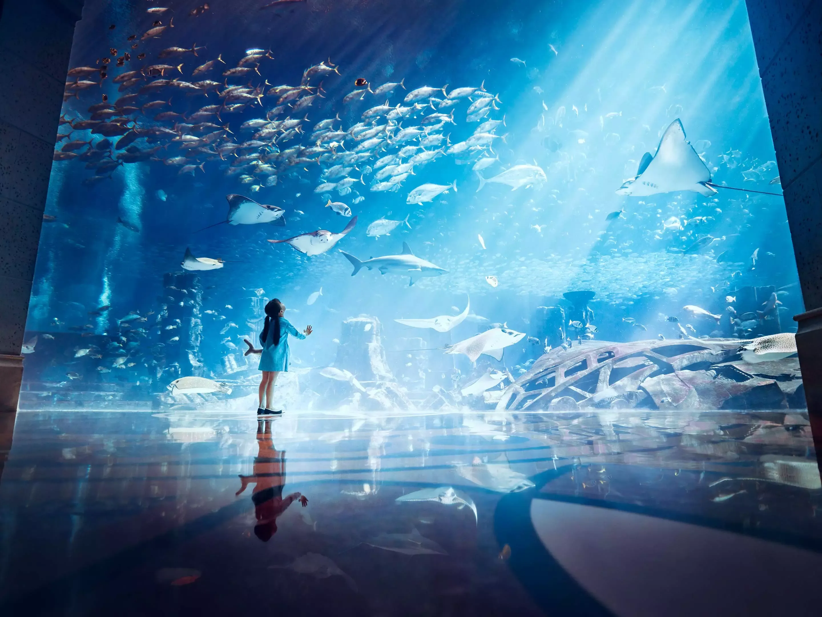 The Lost Chambers Aquarium in Dubai: Dubai's Ultimate Marine Adventure clicktoguide