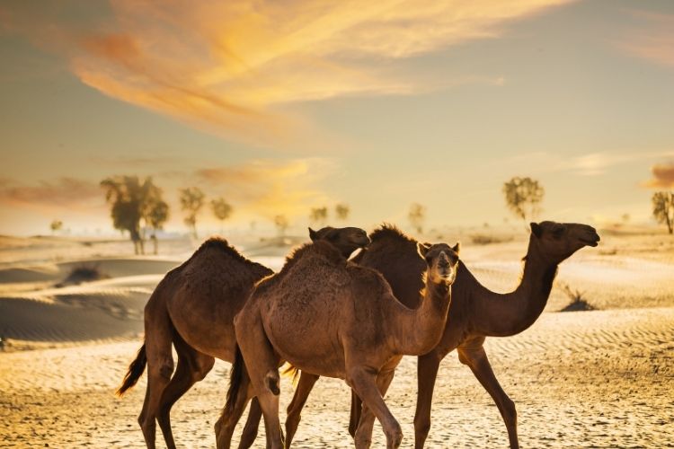 img adventures dubai