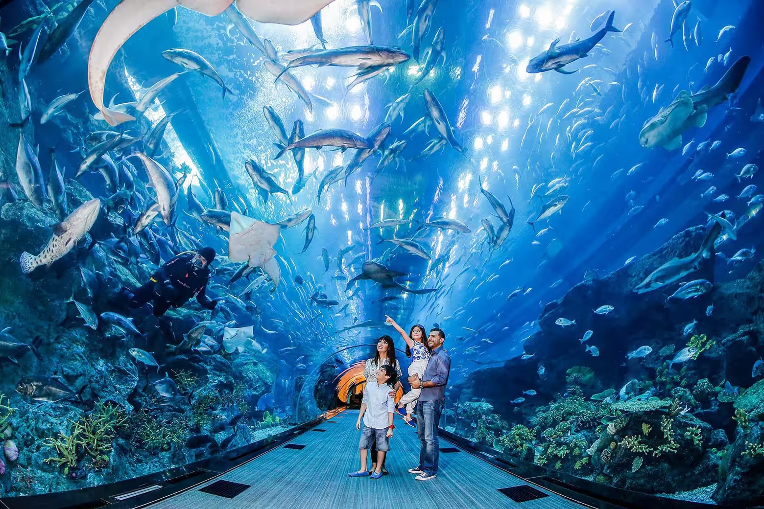 Dubai Aquarium and Underwater Zoo clicktoguide