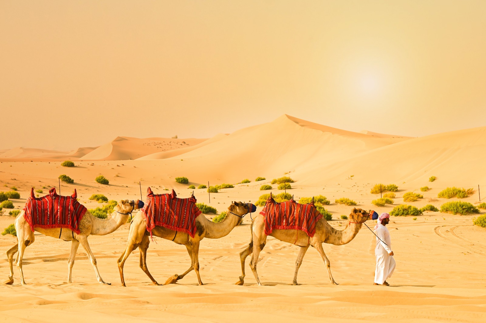 Desert Safari in Abu Dhabi: Camel Ride