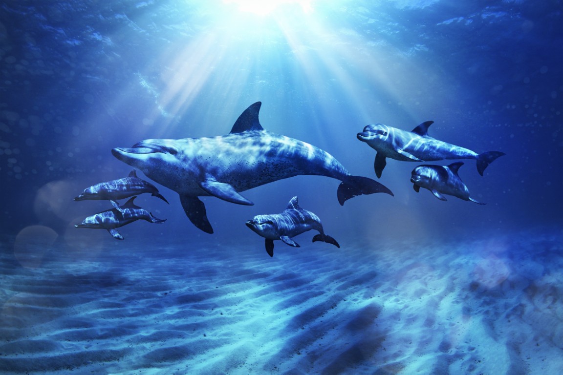 Dolphin Swim & Explore - Dolphins Swimming