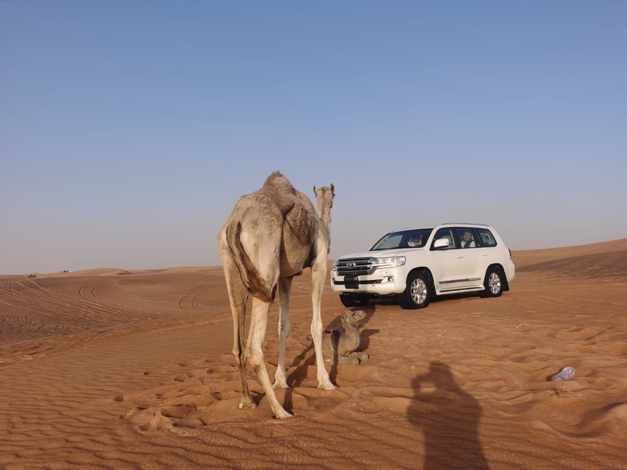 Desert Safari in Ras Al Khaimah: Camel