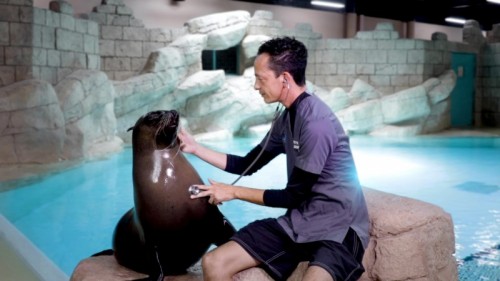 Sea Lion Meet & Greet: Sea Lion Vet