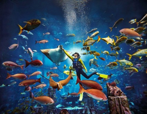 Dive In The Lost City of Atlantis + Lost Chambers Aquarium - clicktoguide