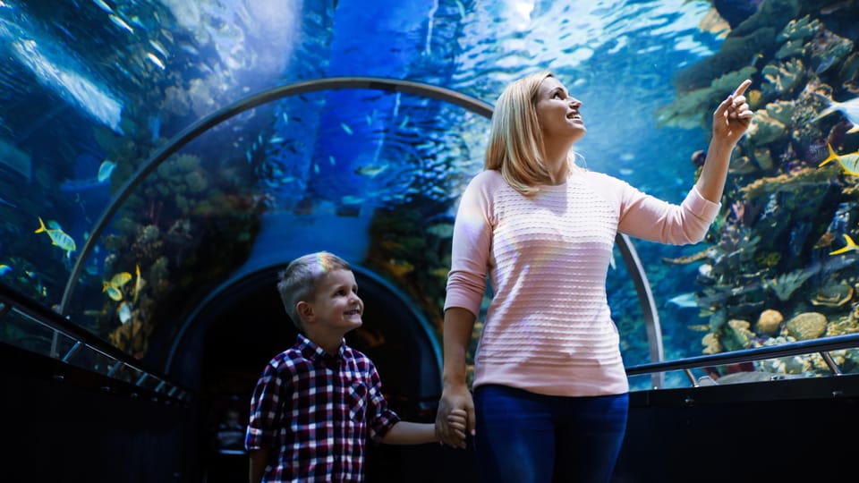 Aquarium & Wax Museum