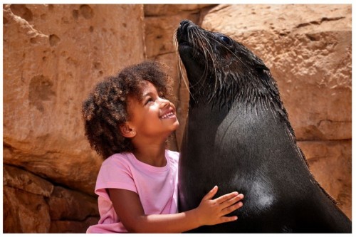 Sea Lion Meet & Greet + Aquaventure Waterpark - clicktoguide