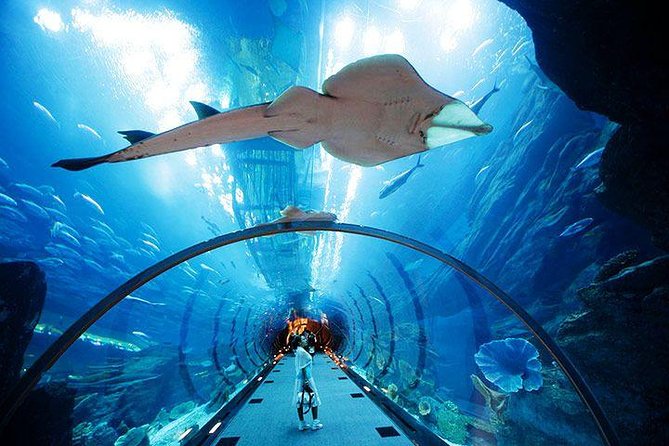 At The Top + Dubai Aquarium: Aquarium Tunnel