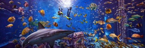 Shark Snorkel: Shark Lagoon