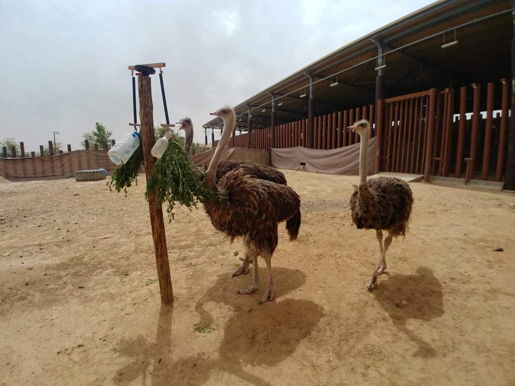 Dubai Safari Park: Ostrich