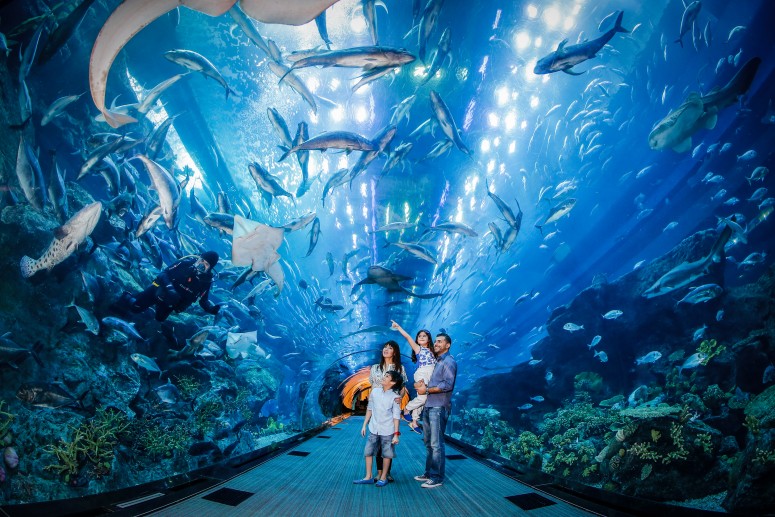 Dubai Aquarium & Underwater Zoo with Penguin Cove Ticket - clicktoguide