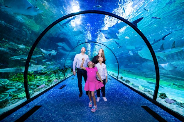 The National Aquarium Abu Dhabi - clicktoguide