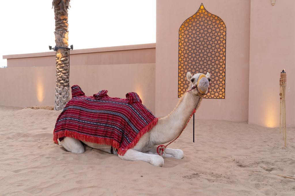 Desert Safari in Premium Camp: Camel Ride