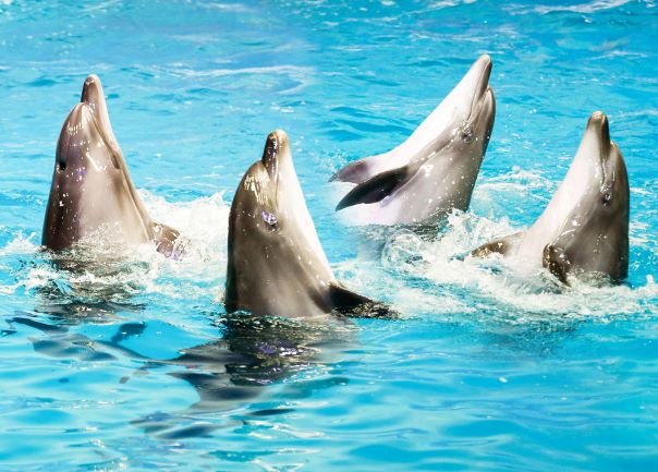 Dubai Dolphinarium - Dolphin and Seal Show - clicktoguide