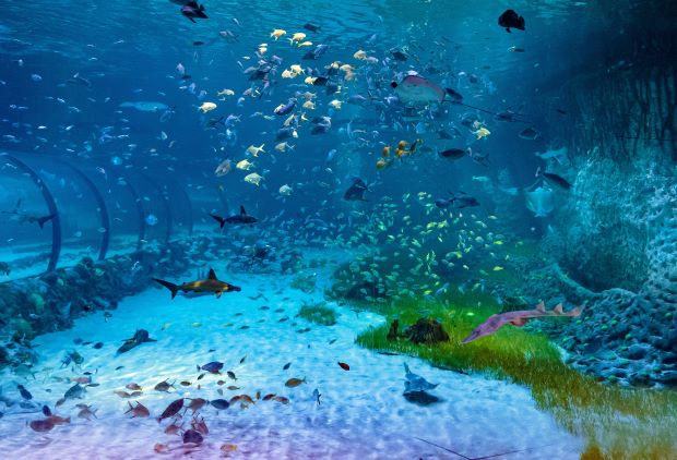 The National Aquarium Abu Dhabi: Tunnel 