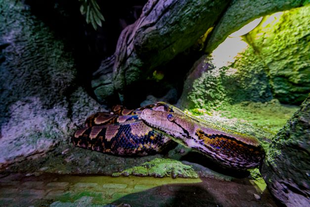 The National Aquarium Abu Dhabi: 