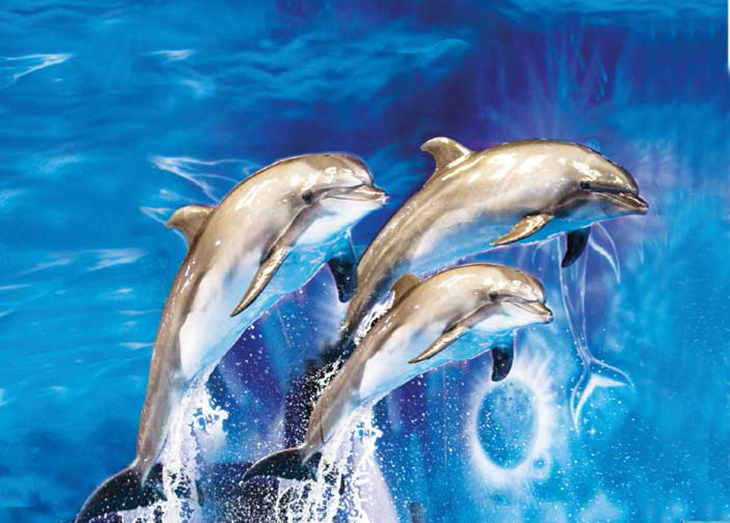 Dolphin and Seal Show: Dolphin Show