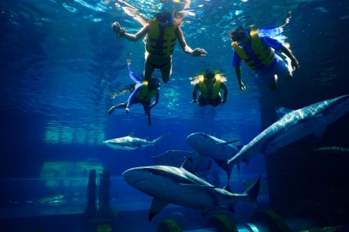 Shark Snorkel + Aquaventure Waterpark - clicktoguide