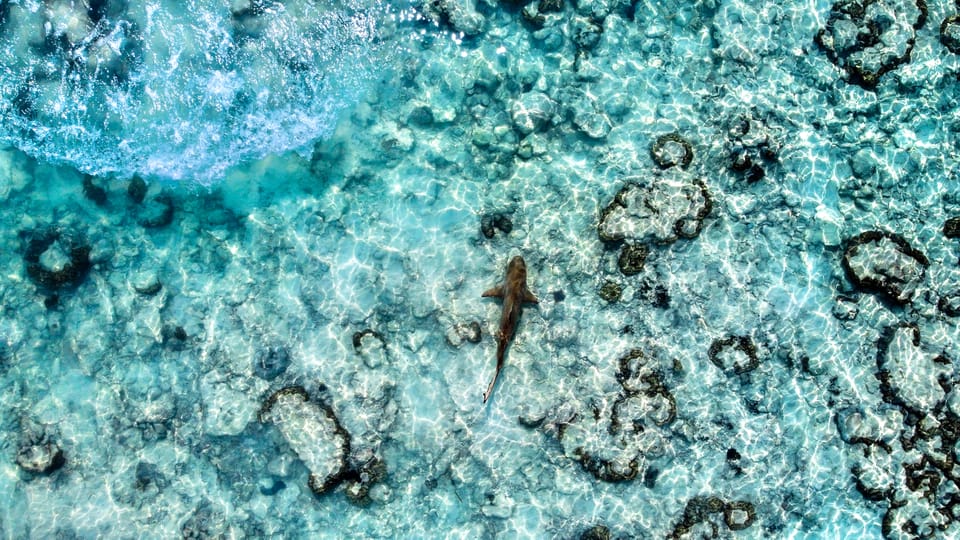 Maya, Phi Phi, and Bamboo Island Day Trip