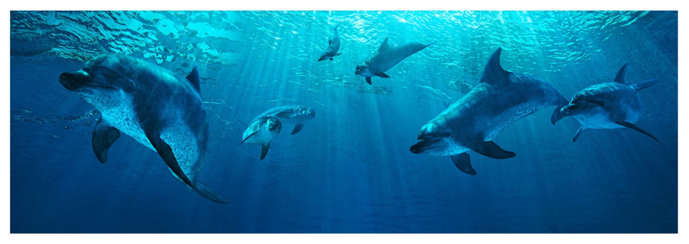 Dolphin Swim & Explore - Dolphins