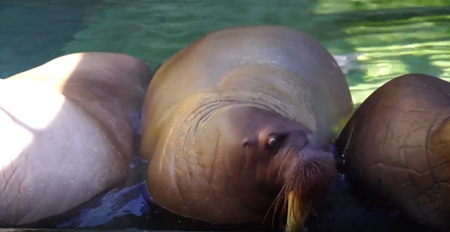 SeaWorld Abu Dhabi: Sea Lions