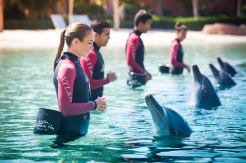 Dolphin Meet & Greet - Dolphins