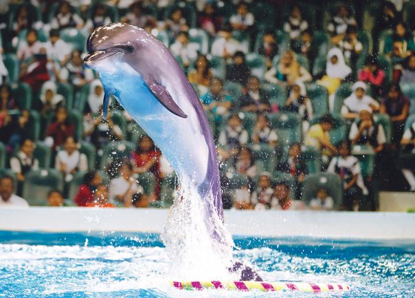 Dolphin and Seal Show: Dolphin Single