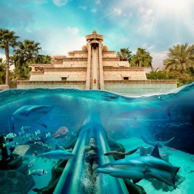 Sea Lion Meet & Greet: Slide