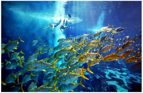 Dive Experience: Diving Experience Fishes