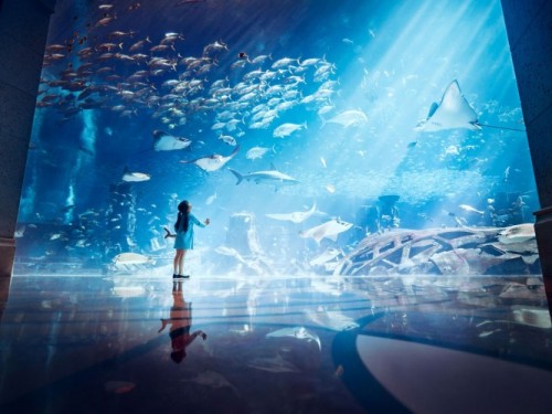 Shark Snorkel: Aquarium 