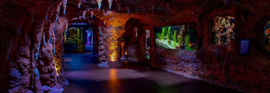 The National Aquarium Abu Dhabi: Atlantic Cave