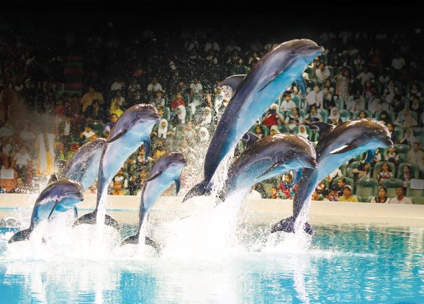 Dolphin and Seal Show: Dolphin Group