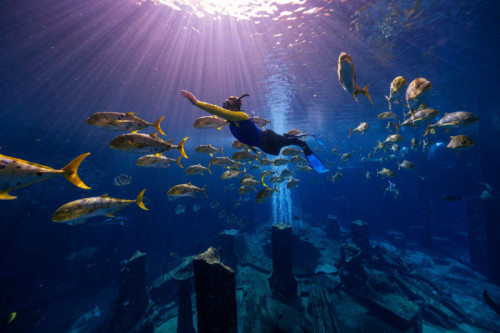 Dive Experience: Dive Fishes