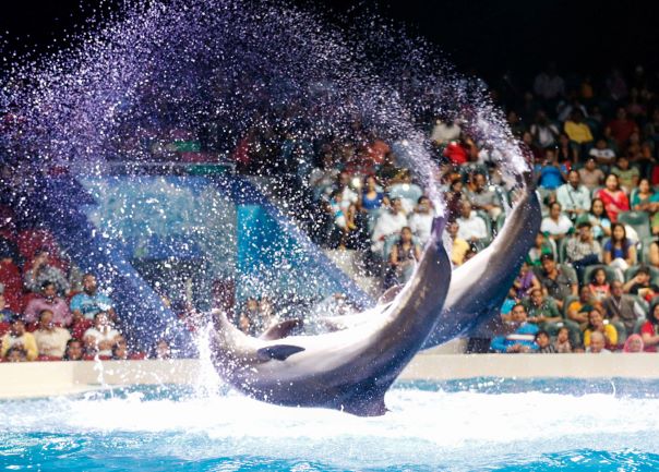 Dolphin and Seal Show: Water Show