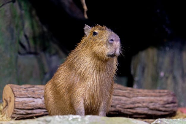 The National Aquarium Abu Dhabi: Capybara