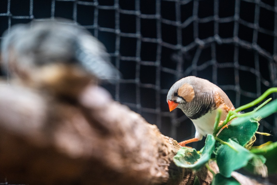 Dubai Mall Aquarium: Exotic Birds