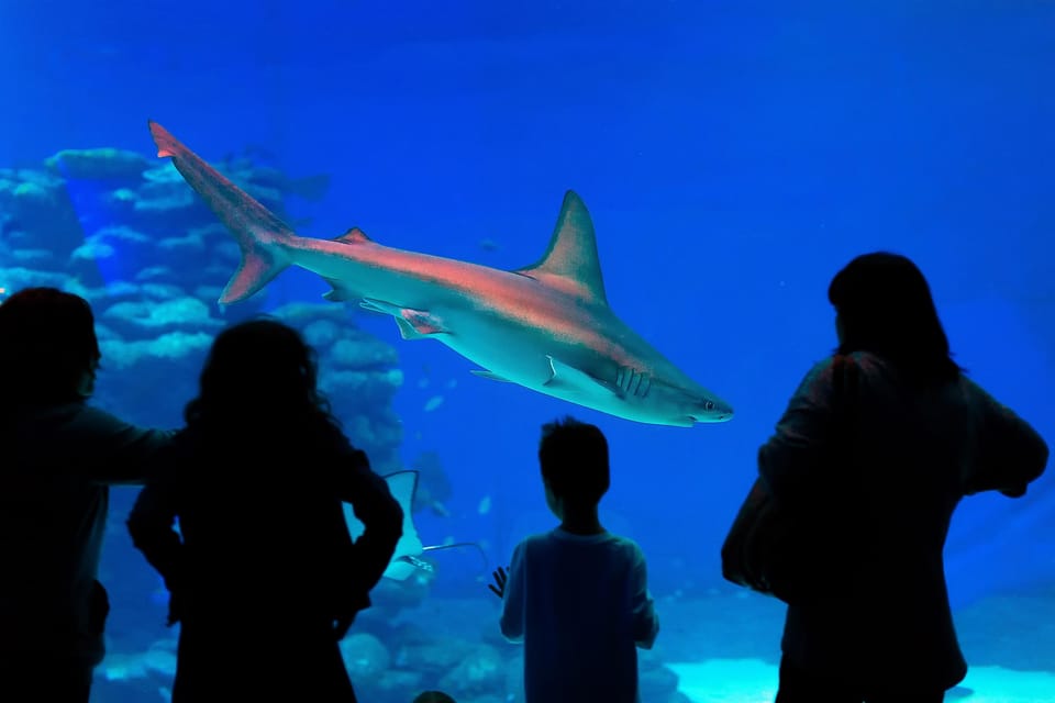 Aquarium & Wax Museum