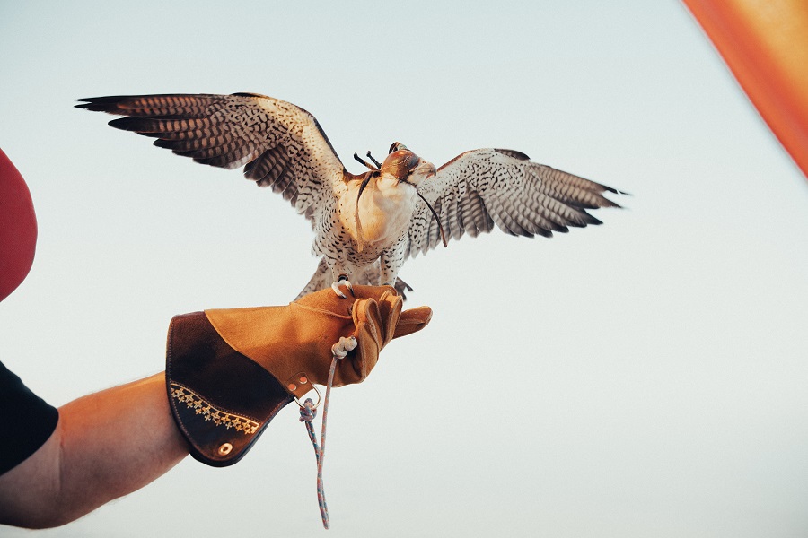 Hot Air Balloon in Dubai: Falcon Show