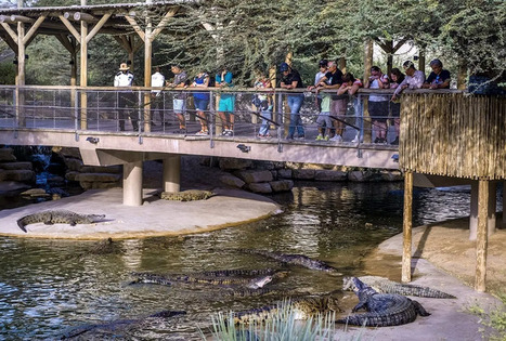 Dubai Crocodile Park: Photo shoot