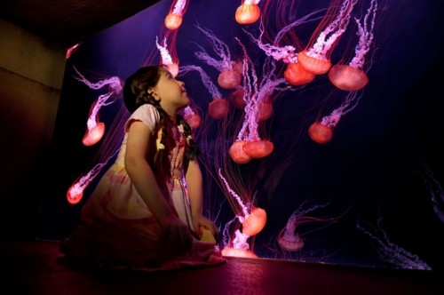 Atlantis Aquaventure: Purple jelly fish with kids