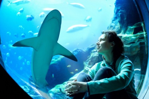 Atlantis Aquaventure: Amazing photo moment with shark